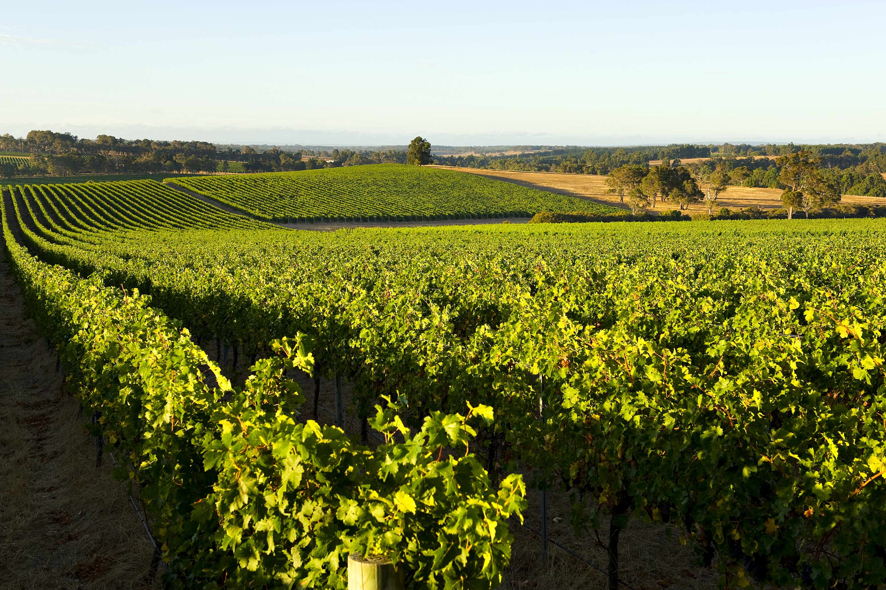 Beautiful shot of vineyard 